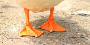 duck-feet-ashley-kinney-maravilla.jpg