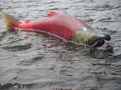 July_2010,_Spawning_male_sockeye_(6990781448).jpg