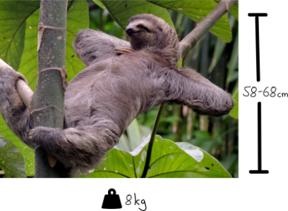 Sloth-sizes-416x306.png