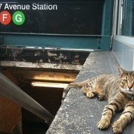 nyc street cat