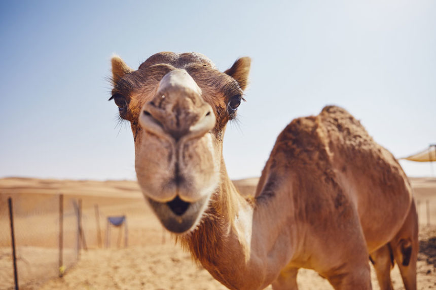 camel-860x573.jpg