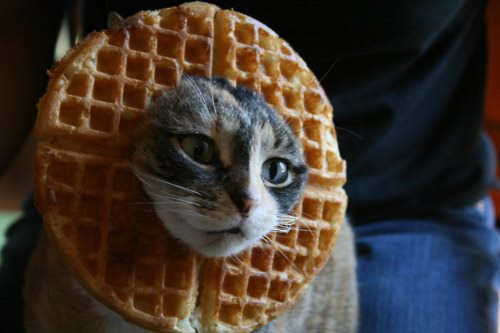 waffle-cat.jpg