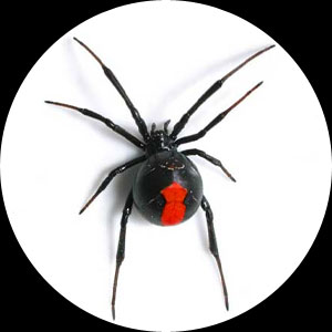 red-back-spider.jpg
