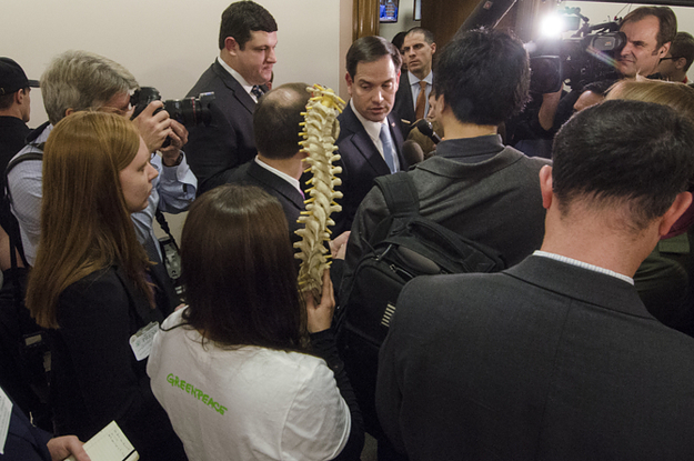greenpeace-literally-brought-marco-rubio-a-spine--2-5129-1485293795-6_dblbig.jpg