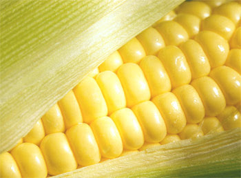 Corn+on+the+cob.jpg
