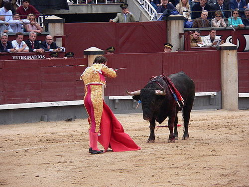 Bull-against-bullfighting-7354195-500-375.jpg