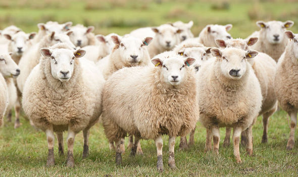 sheep-617128.jpg