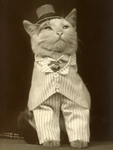 funny_vintage_cat_wearing_suit_and_top_hat_postcard-ra66be3337f7947278d1c15450b4f2d13_vgbaq_8byvr_307.jpg