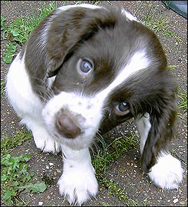 puppy-dog-eyes.jpg