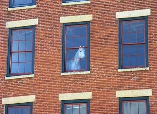 horse-in-window.jpg