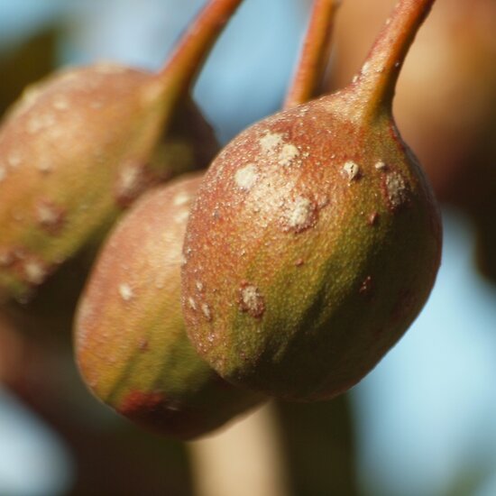 work.6866188.2.flat,550x550,075,f.gum-tree-seed-pods.jpg