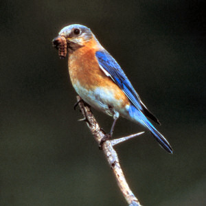 eastern_bluebird.jpg