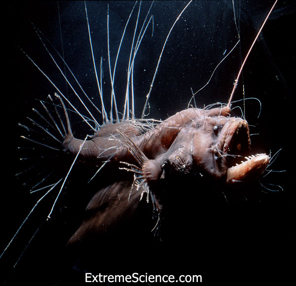 hairy-anglerfish-lge.jpg