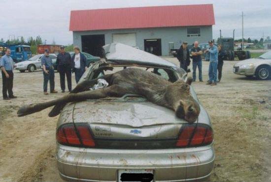 poor-moose-hits-car-1.jpg