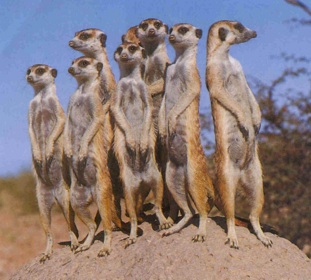 meercats.jpg