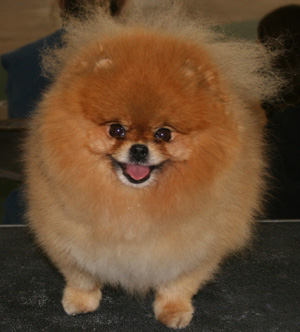 Pomeranian_picture.jpg