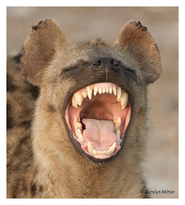 hyena+laughing.jpg