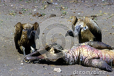 vultures-dead-crocodile-12131127.jpg