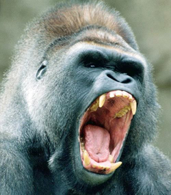 angry_gorilla_small.jpg