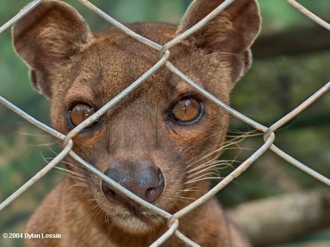 captive_Fossa_Tana_0.jpg