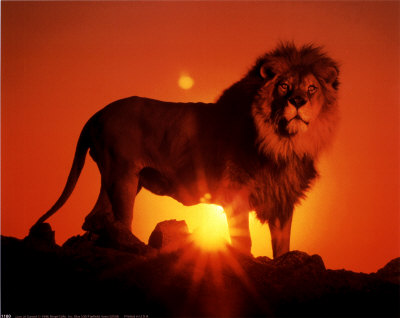 lion-at-sunset.jpg