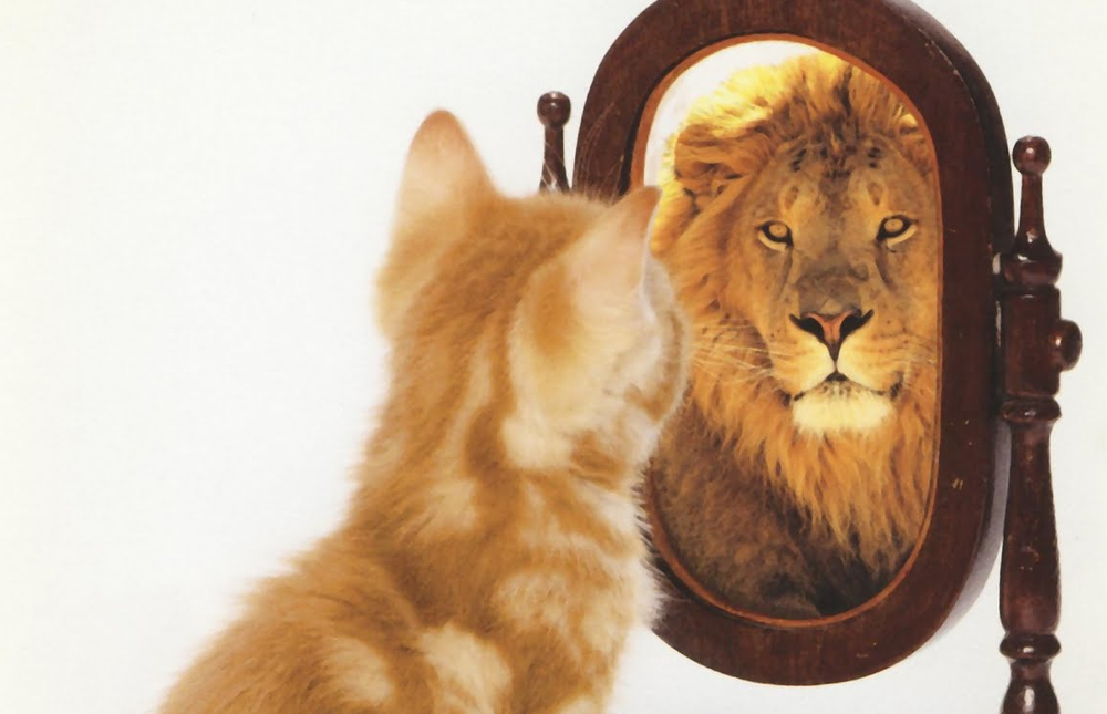 cat-lion-mirror.png