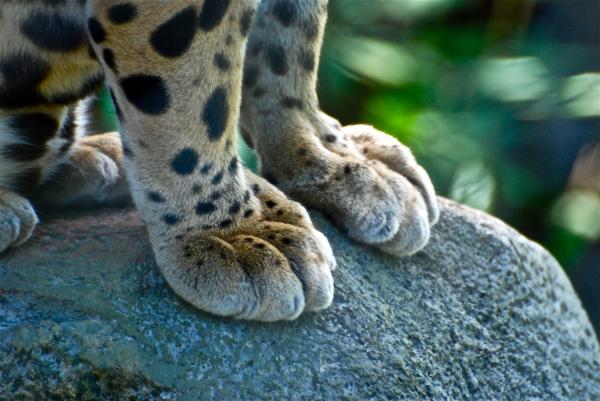 paws-for-effect-gene-sizemore.jpg