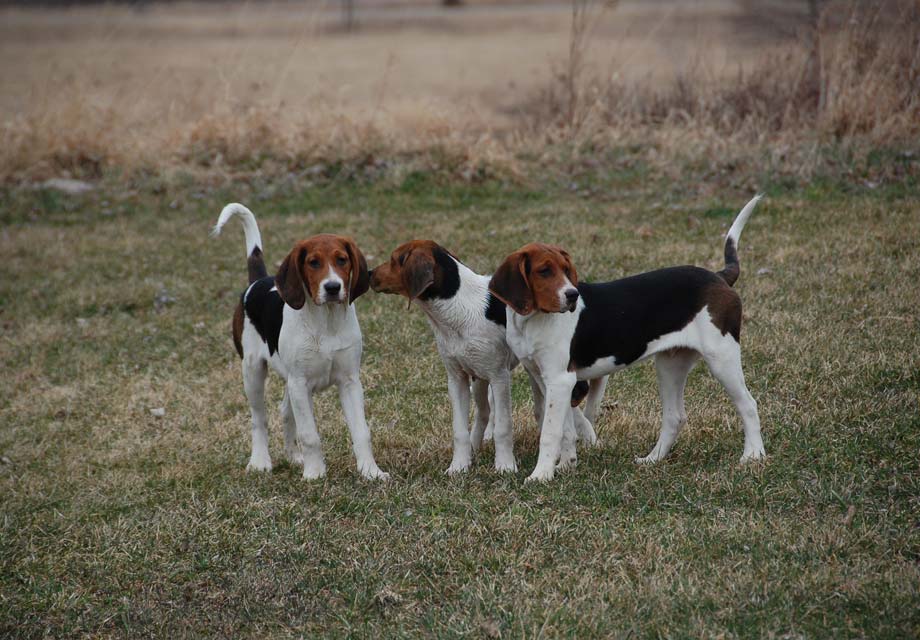 Treeing_Walker_Coonhound_SERP.jpg