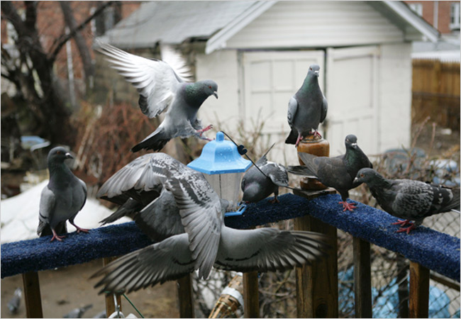 20pigeons02_650.jpg