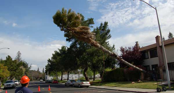 tree-falling.jpg