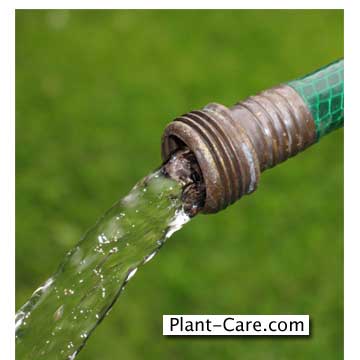 watering-lawn-plants.jpg