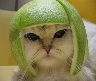 cat_as_helmet_head.jpg