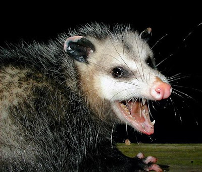 possum%2B2.jpg