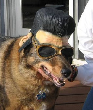 elvis1.jpg