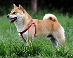 250px-Shiba_Inu.jpg