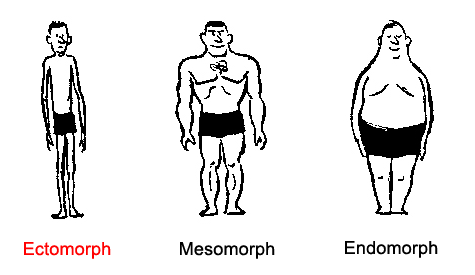 body-type-chart-ectomorph.gif