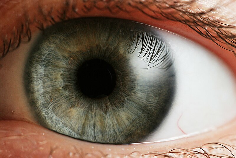 800px-Eye_iris.jpg