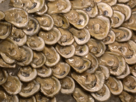 oysters21.gif