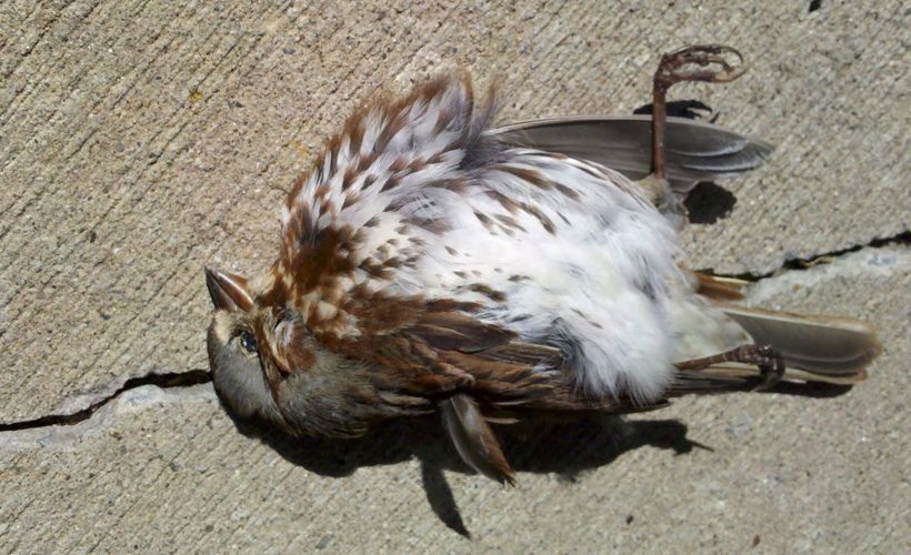 dead-bird-820x500.jpg