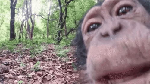 monkey-licking-camera.gif