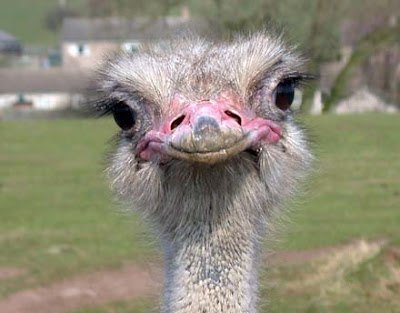 ostrich.jpg