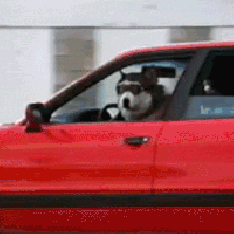 huskie-dog-driving-car-gif.gif