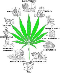 hemp+pic2.bmp