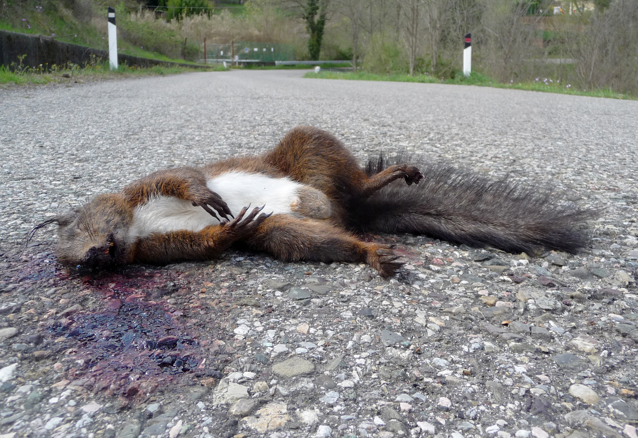 Dead_Squirrel_2.JPG