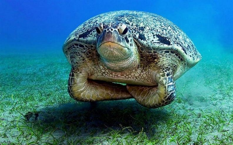 tortoise-turtle-look-of-disapproval.jpg