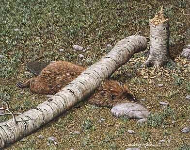 dead_beaver.jpg