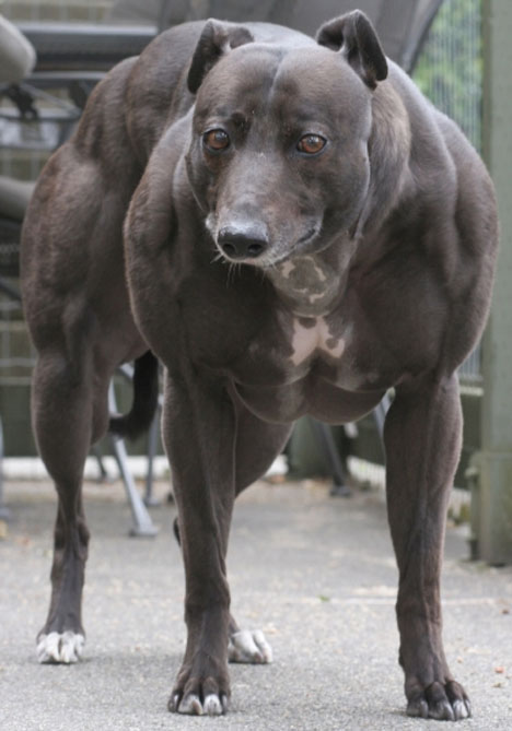 worlds-most-muscular-dog.jpg
