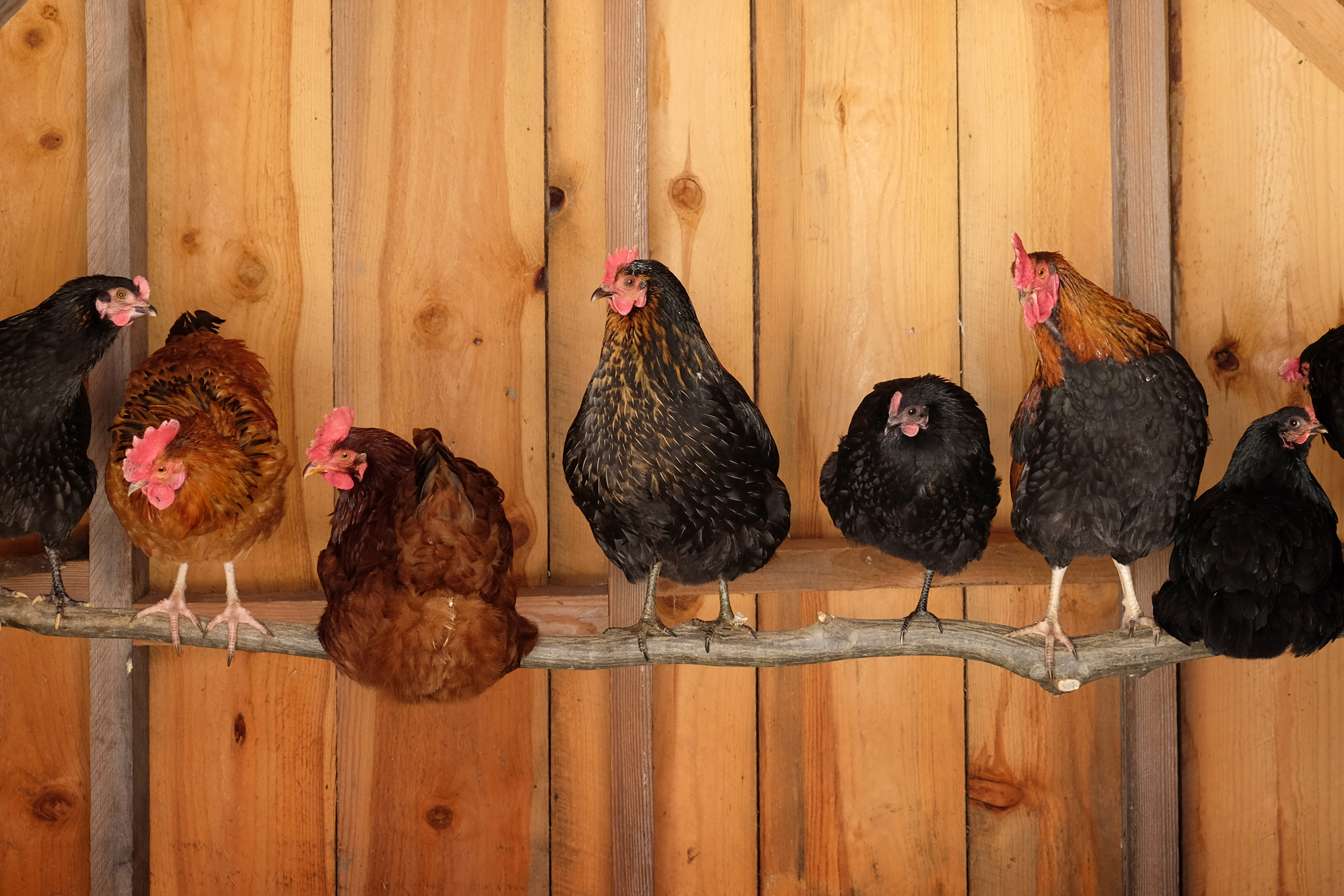 chicken_coop_roosting_bar_iStock_638069314.jpg