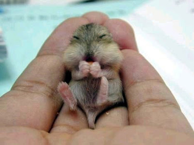 baby_gerbil.jpg