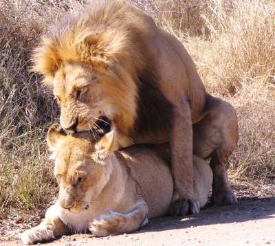 lion-mating-picture-.jpg